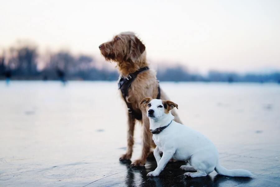 pet-friendly-accommodations-in-tofino-and-ucluelet-stay-awhile